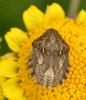 Eurygaster maura